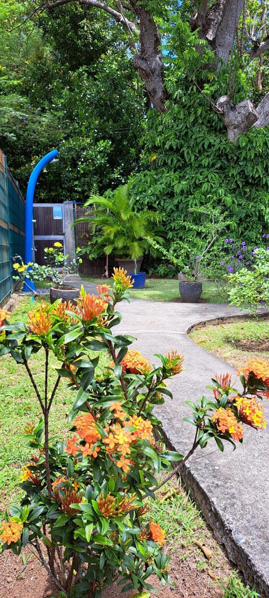 Reve Creole Villa Deshaies Ngoại thất bức ảnh